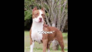 Ooo Felipe Meloköpek