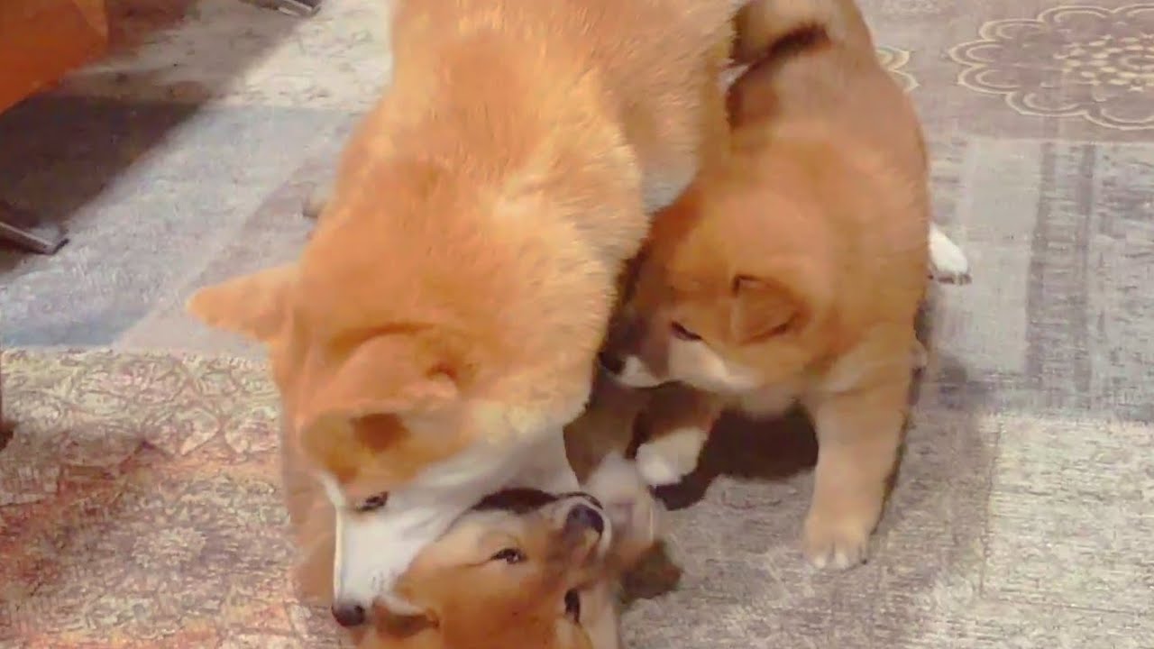 Mom Is Served Some French Fries Shiba Inu Puppies With Captions