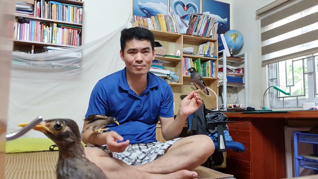 Nuôi sáo nâu trong nhà. Huấn luyện chim sáo thả rông. by TNT