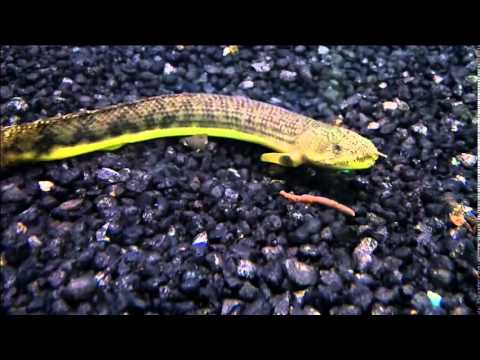 Mokele-Mbembe Bichir (Polypterus mokolembembe) - Aqua Imports