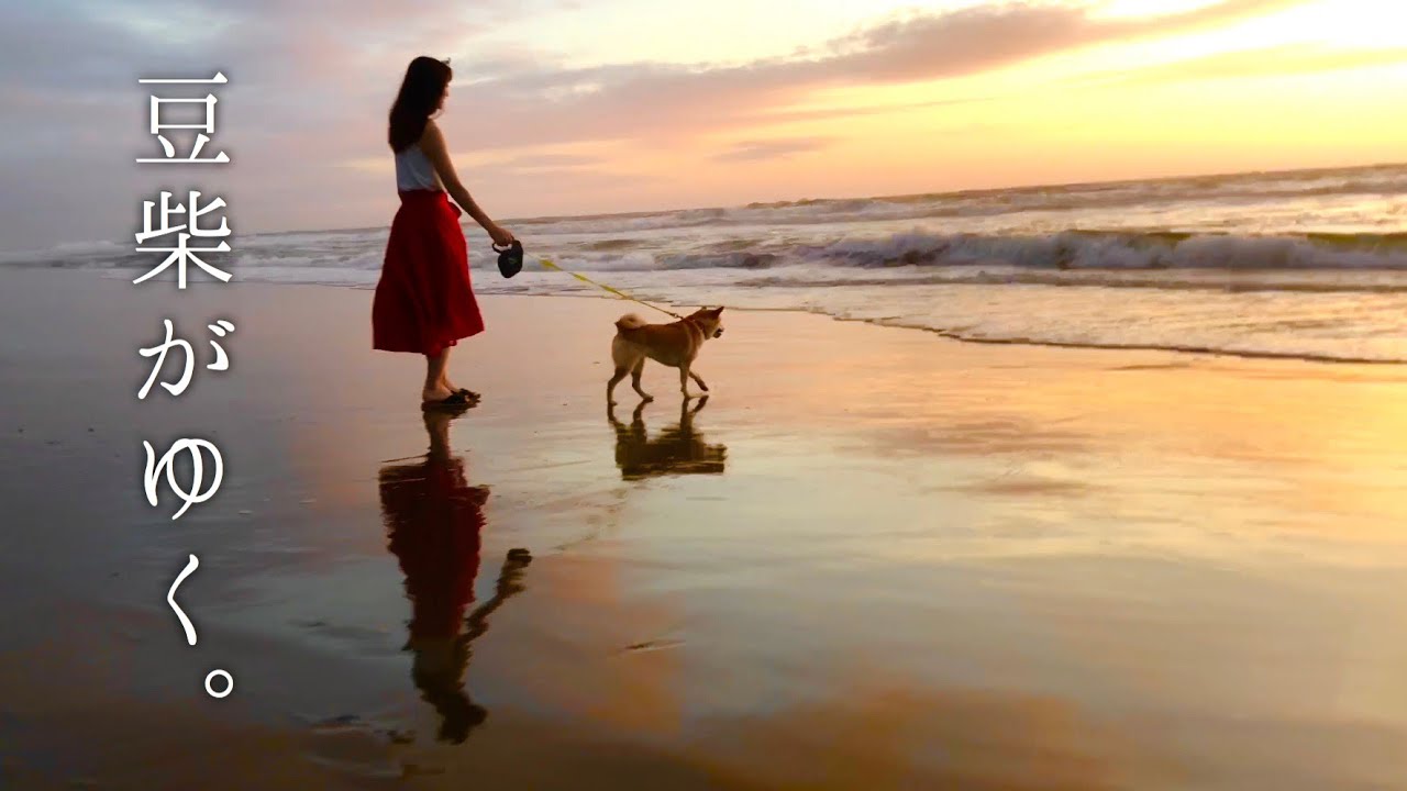 豆柴がゆく。#3 朝日を見に初めての海へ【豆柴すず】mameshiba shibainu