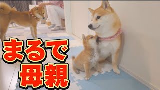 A cute Shiba Inu that protects its puppies like a mother