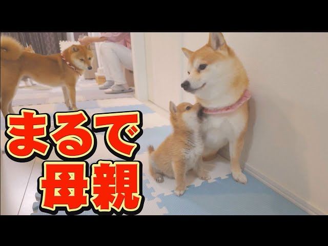 A cute Shiba Inu that protects its puppies like a mother - YouTube