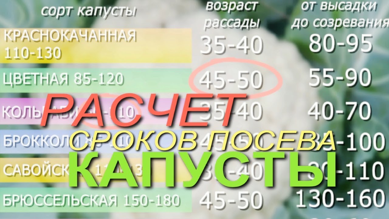 Когда высеваем КАПУСТУ на рассаду?! Советы от ЗЕЛЕНОГО ОГОРОДА!