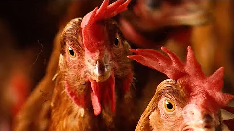 Como registra uma granja?