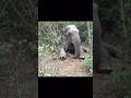 A wild elephant, critically injured after getting caught in a snare cable,