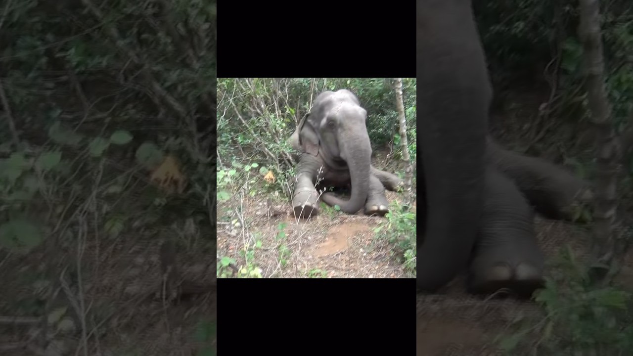 A wild elephant, critically injured after getting caught in a snare cable,