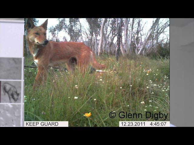 Curbing the wild dog problem: 'Don't pee on your traps' - ABC (none) -  Australian Broadcasting Corporation