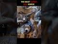 The cutest dog videos on the internet | day 3 #pets #popular #cute #trending #funny #meme #dogs