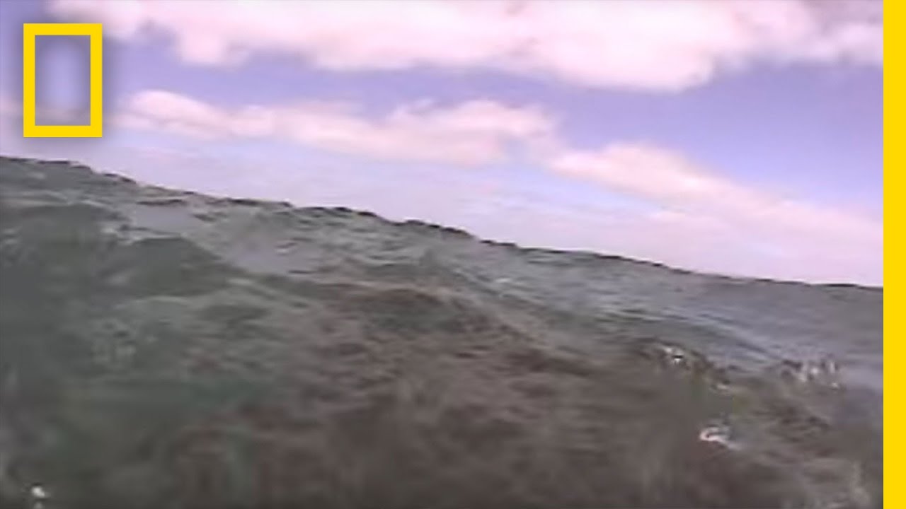 Documentary backdrop image for Uncut - Octopus vs Sea Lion (2010)