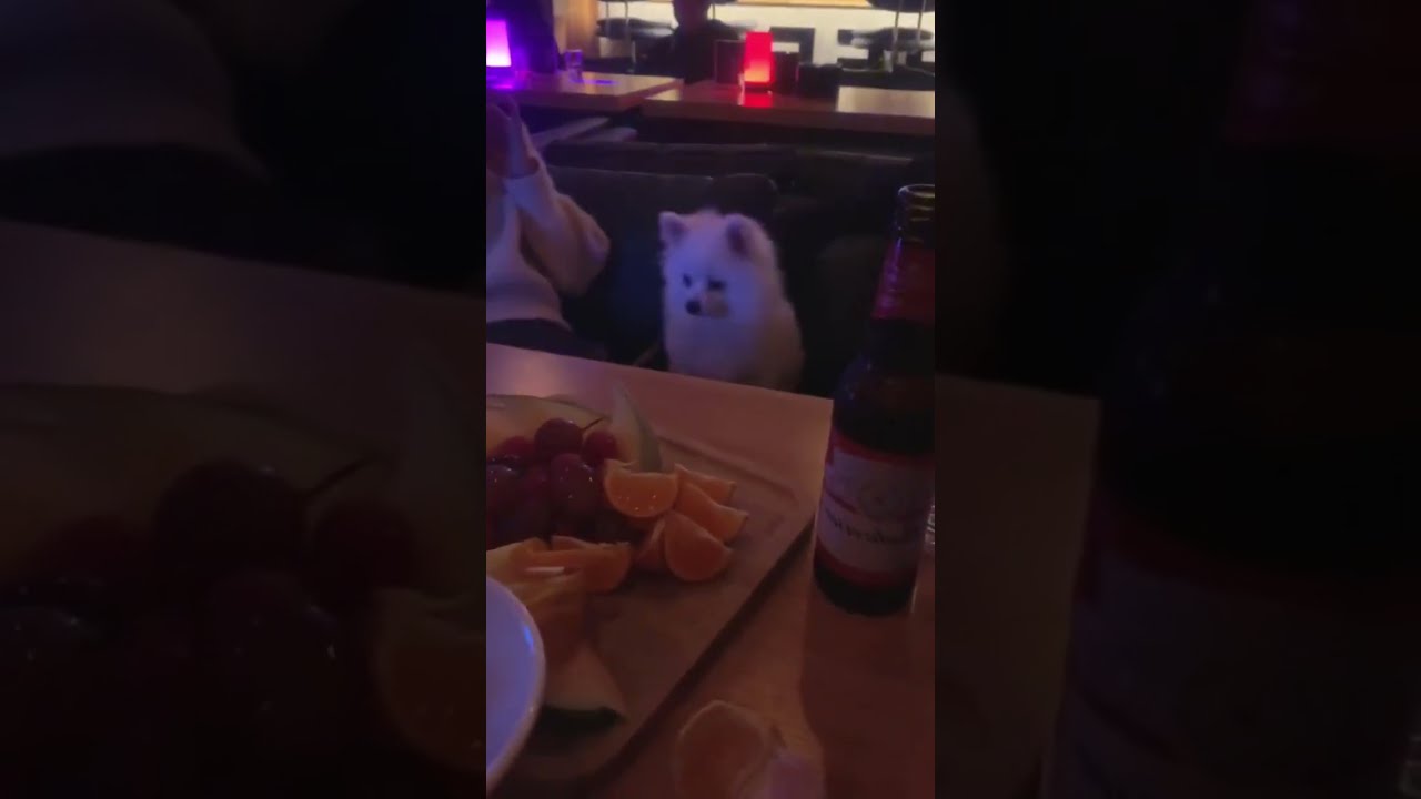  Lmao Lol Dog
