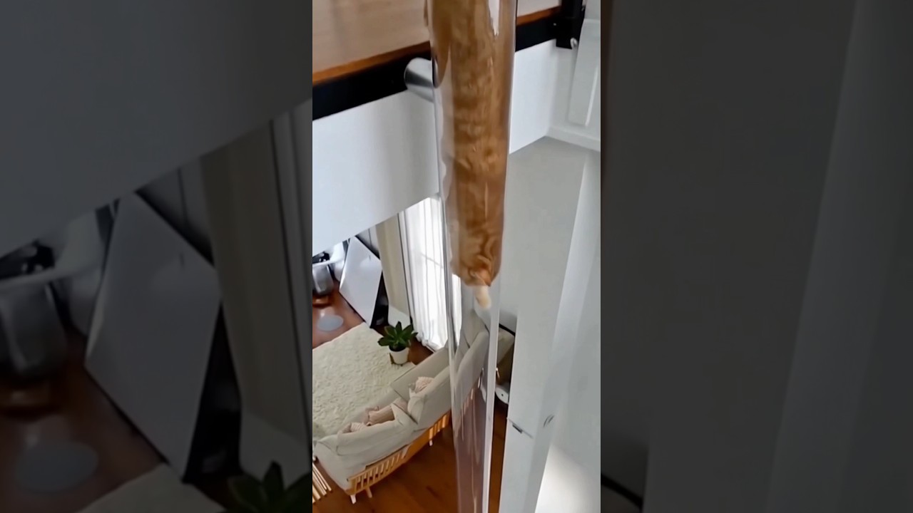 Flexible Cat 🐱#crazykozak #catvideos #catvideo #catlover #catmemes #funny #catshorts #catholic #cat Flexible Cat 🐱#crazykozak #catvideos #catvideo #catlover #catmemes #funny #catshorts #catholic #cat