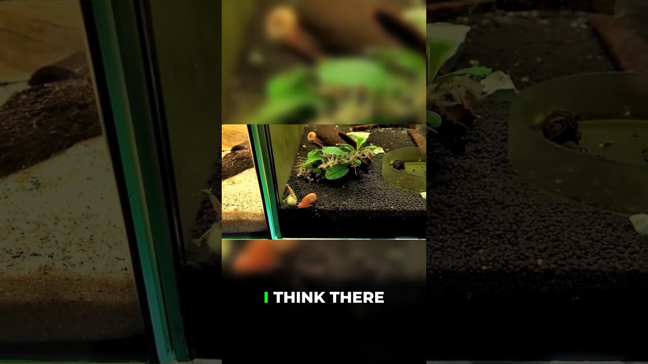 10-Minute Shrimp Banana Update: Who's Eating?