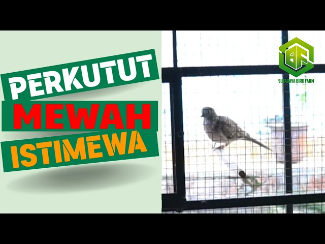 PERKUTUT Mewah Ring SUTAJAYA BIRD FARM Kandang SUNAN CENDANA Calon Juara class=