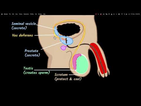 Male Reproductive System Reproduction Biology Class 10 Khan Academy