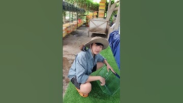 Làm hồ nuôi cá lóc vay xanh #shorts