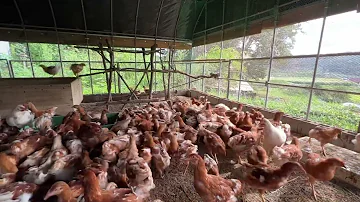 平飼い養鶏 有精卵と無精卵はどっちを選んだらいい 