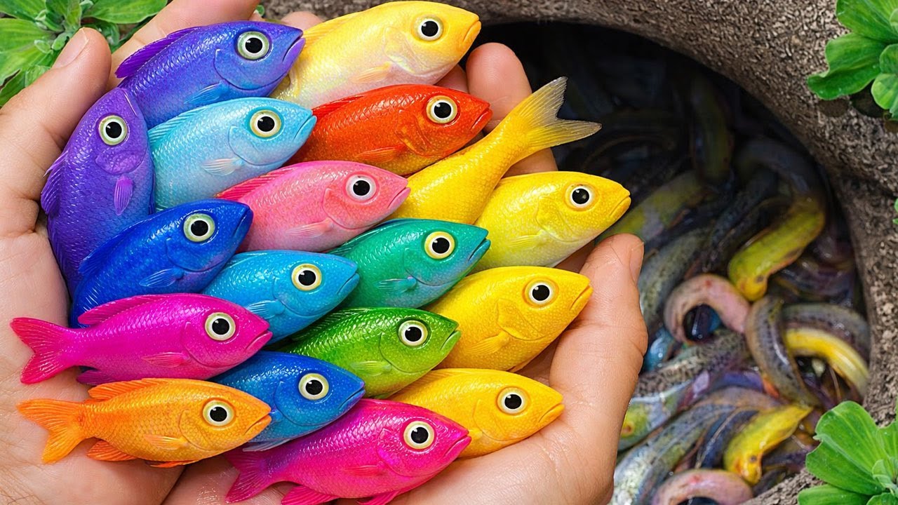 Catch strange freshwater aquarium fish in small pond solid color guppies, lion fish, turtle