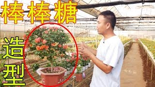 【小花匠】三角梅簡單修剪，這樣更有氣質，更有養殖價值