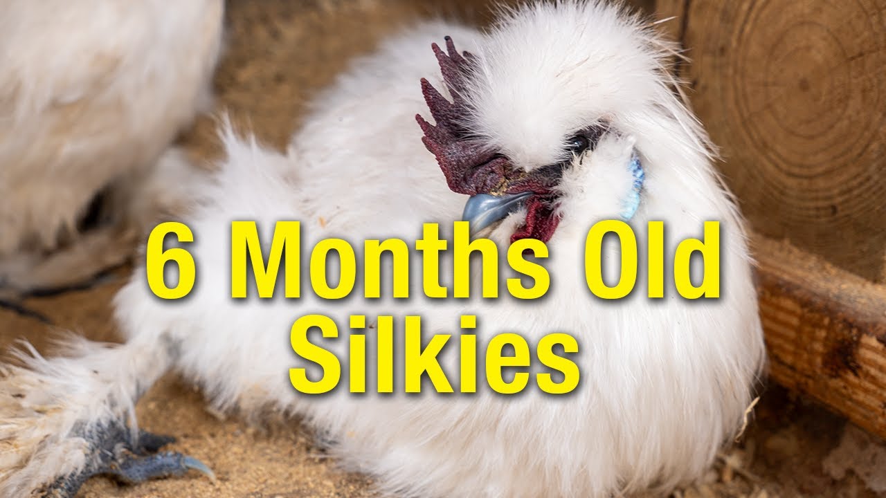 Bantam Silkie Coop Cam LIVE - Peaceful Chicken Watching