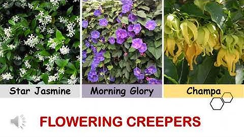 CLASS 4 - EVS - The Valley of Flowers  - Part-1