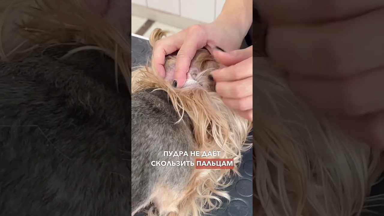 Пудра для тримминга шерсти из ушей собак #грумингсобак#триммингушей Артикул : 182029738