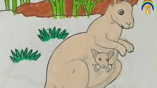 How to draw a Kangaroo - Kangaroo Coloring Pages - Fun facts and coloring activities for kids