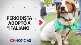 ¡Con final feliz! Perrito “Italiano” fue adoptado por periodista de CHV Noticias tras despacho