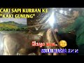 Survei Harga Terkini Hewan Qurban 2023