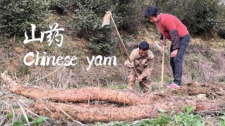 挖出一米长的大山药，阿嬷做四道山药美味，山药糕软糯香甜丨chinese yam【闽湖阿嬤FujianGrandma】