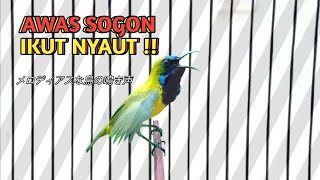 Materi SOGON GACOR VIRAL, SOGON GACOR ISIAN KOWUL BETINA (Kolibri Wulung)