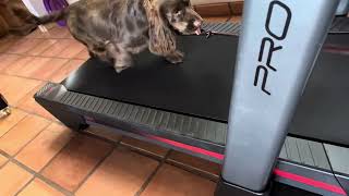 Cave creek dog training K9Addie.com teaches pippa (Sussex spaniel) how to walk/run on treadmill