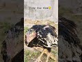 My Rooster Got Sick 😢🐓 | Pray for Him#youtubeshorts #shorts #viralvideo #short #foryou