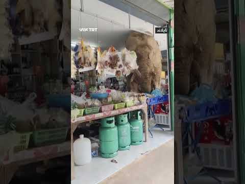فيل هارب يقتحم متجراً في تايلاند بحثاً عن الطعام