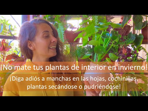 Video: Pasos para llevar plantas al interior para el invierno