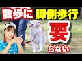 【犬 脚側歩行】ヒールポジション・ツケの本当の意義とは⁉　お散歩上級犬になるために　前編