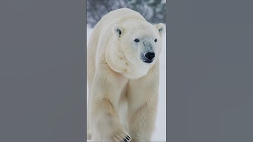 Veo 2로 만든 북극곰 영상