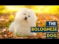 Bolognese Dog: Your Guide to The Charming, Fluffy White Dog! の動画、YouTube動画。