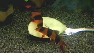 Боции-клоуны едят яблоко \ Clown loaches are eating apple