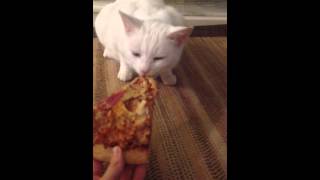 Cat Eats Dominoes Pizza Slice