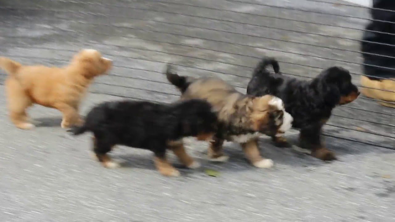 greenfield bernedoodles