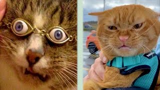 🐈 Little angels with tails! 😺 A compilation of funny kittens for a good mood! 😺 by Pets SGlobal  63 views 1 year ago 3 minutes, 37 seconds