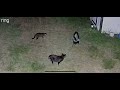 When a wild skunk meets cats
