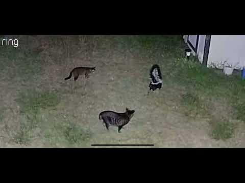 Video: Ville en skunk drepe en katt?