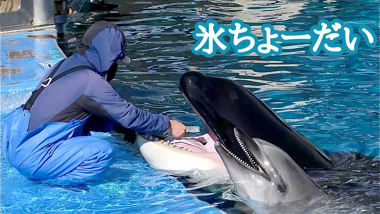 シャチのリンちゃん　トレーナーさんから氷をもらっています【名古屋港水族館】Killer whale Lynn-chan Nagoya Aquarium 