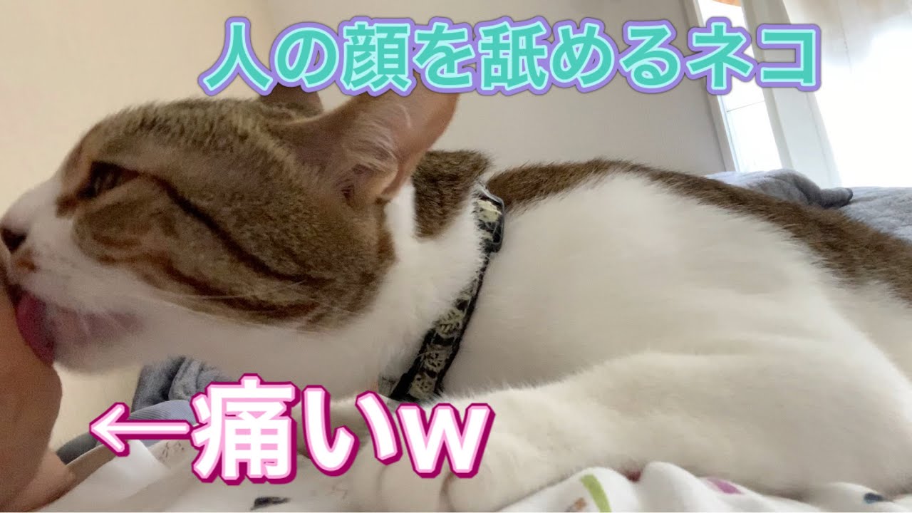 保護猫 人の顔を舐めるネコ The Cat Licking The Owner S Face かわいい Youtube