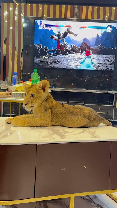 Simba🦁❤️#lion #shortvideo #bigcats #simba #youtubeshorts #Usama's Tigers