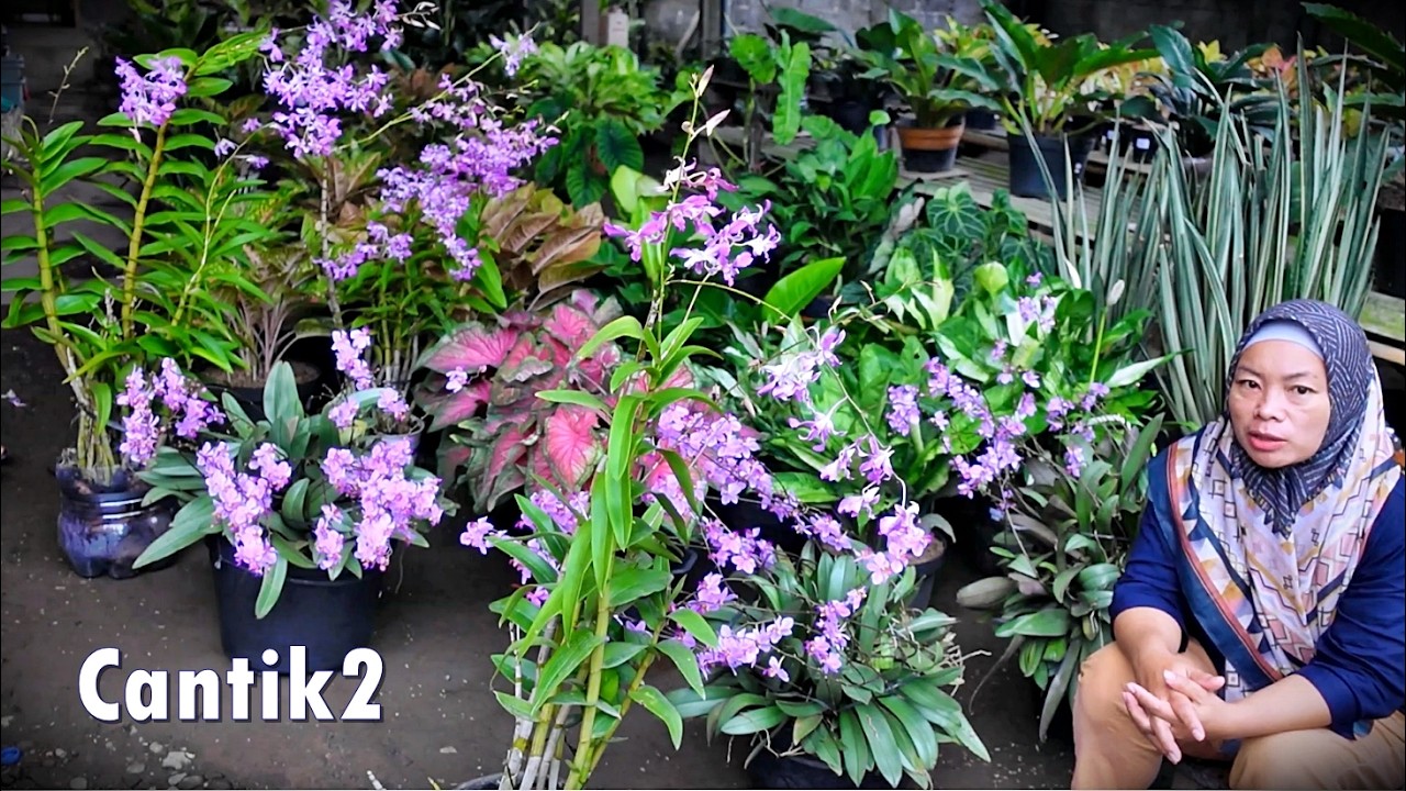 Spil Tanhis Stok Baru Josh2 Cantik2 Menarik