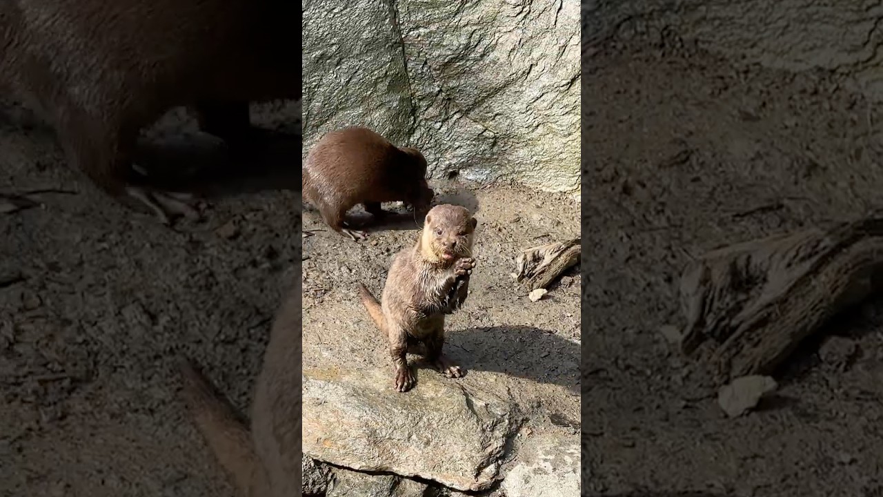 Japan Zoo! Inside the World's Most Interactive Park Feeding 2000 Animals