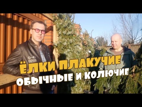 Видео: Канадын гацуур (46 зураг): Glauka 